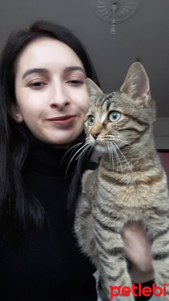 Tekir Kedi, Kedi  Parya fotoğrafı