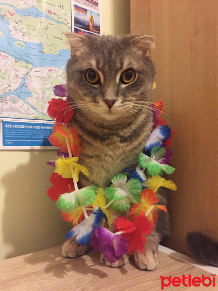 Scottish Fold, Kedi  Can fotoğrafı