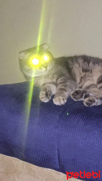 Scottish Fold, Kedi  Can fotoğrafı