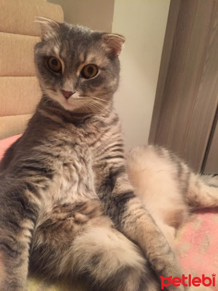 Scottish Fold, Kedi  Can fotoğrafı