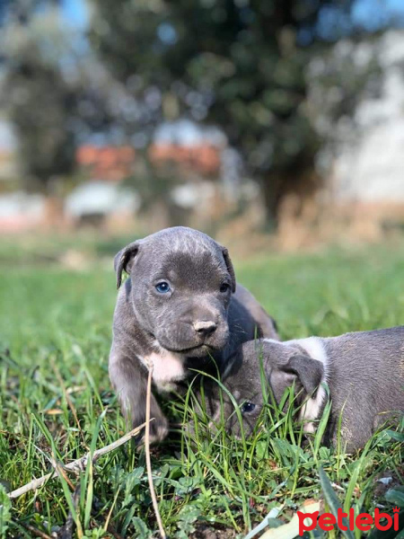 Amerikan Pitbull Terrier, Köpek  Pablo fotoğrafı