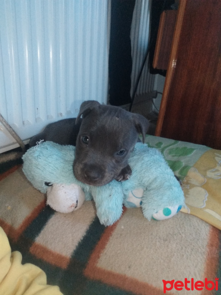 Amerikan Pitbull Terrier, Köpek  Pablo fotoğrafı