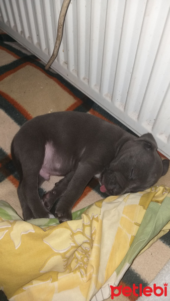 Amerikan Pitbull Terrier, Köpek  Pablo fotoğrafı