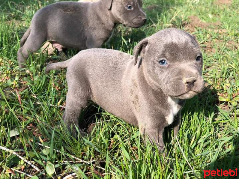 Amerikan Pitbull Terrier, Köpek  Pablo fotoğrafı