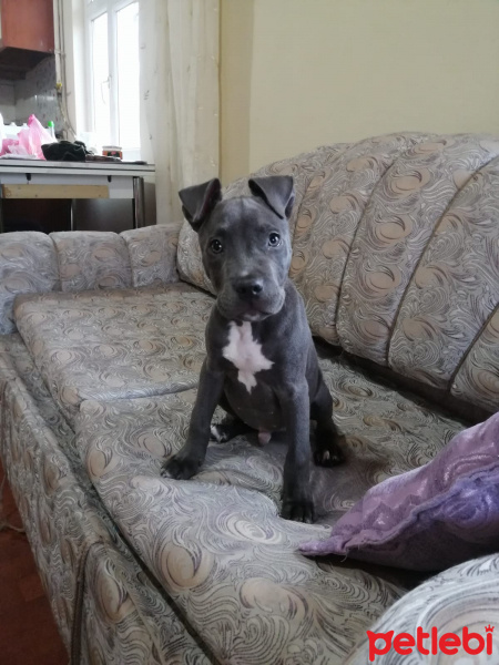 Amerikan Pitbull Terrier, Köpek  Pablo fotoğrafı