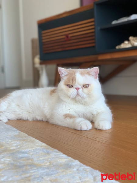 Exotic Shorthair, Kedi  pasha fotoğrafı