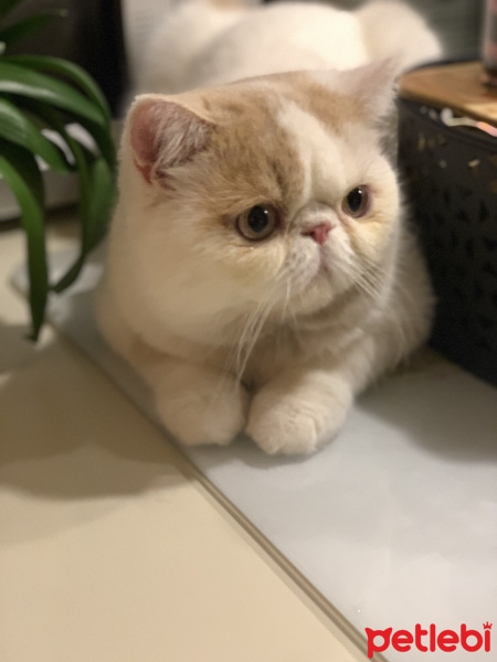 Exotic Shorthair, Kedi  pasha fotoğrafı