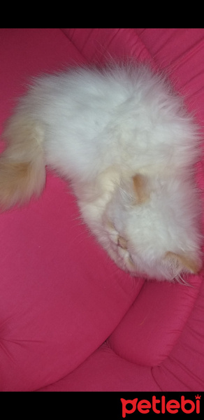 İran Kedisi (Persian), Kedi  Pudra fotoğrafı