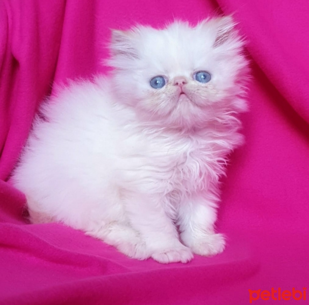 İran Kedisi (Persian), Kedi  Pudra fotoğrafı