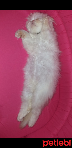 İran Kedisi (Persian), Kedi  Pudra fotoğrafı