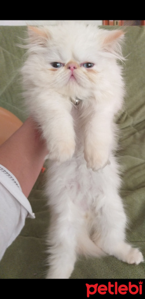 İran Kedisi (Persian), Kedi  Pudra fotoğrafı