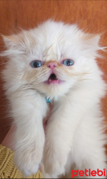 İran Kedisi (Persian), Kedi  Pudra fotoğrafı