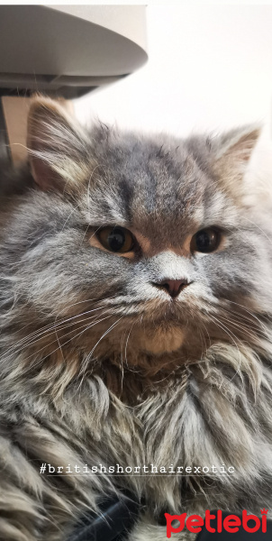 British Shorthair, Kedi  Bulut fotoğrafı