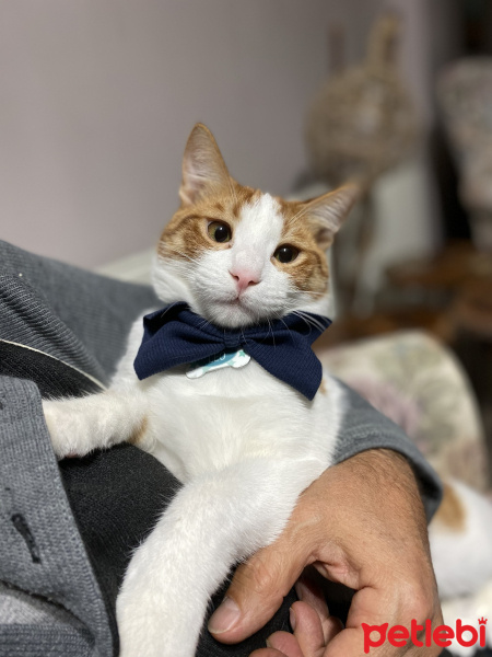 Sarman, Kedi  Leo fotoğrafı