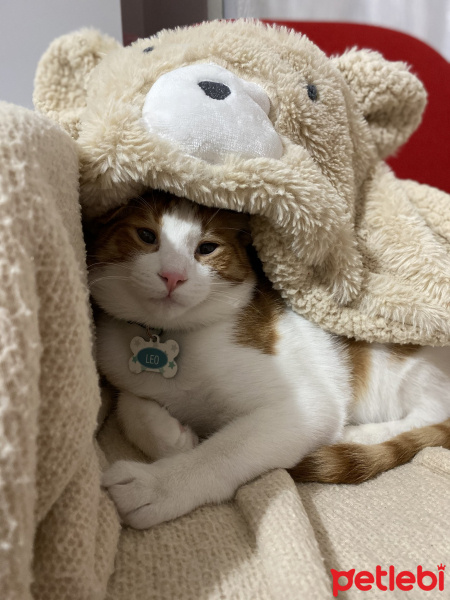 Sarman, Kedi  Leo fotoğrafı