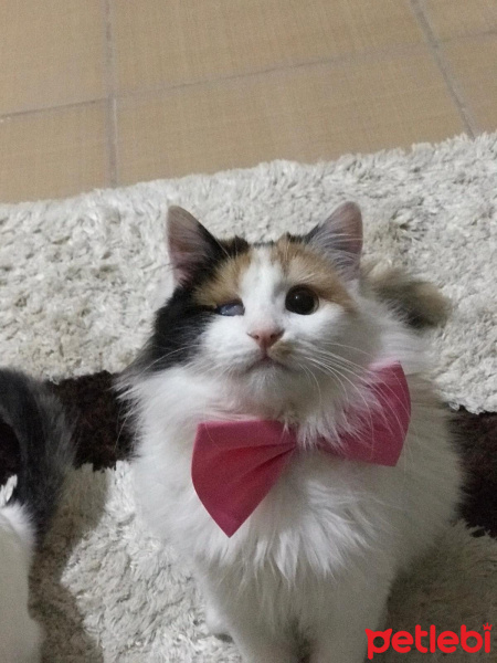 Ankara Kedisi, Kedi  Nazlı fotoğrafı