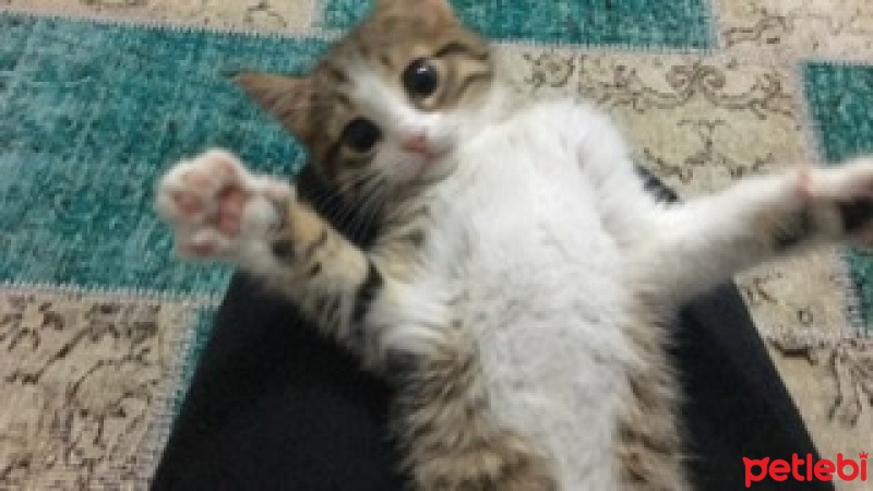 Tekir Kedi, Kedi  Kudra fotoğrafı