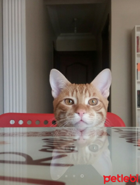 Sarman, Kedi  LİMON fotoğrafı