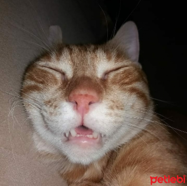 Sarman, Kedi  LİMON fotoğrafı