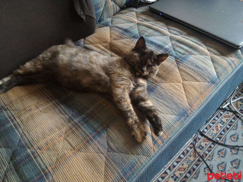 Tekir Kedi, Kedi  Karışık fotoğrafı