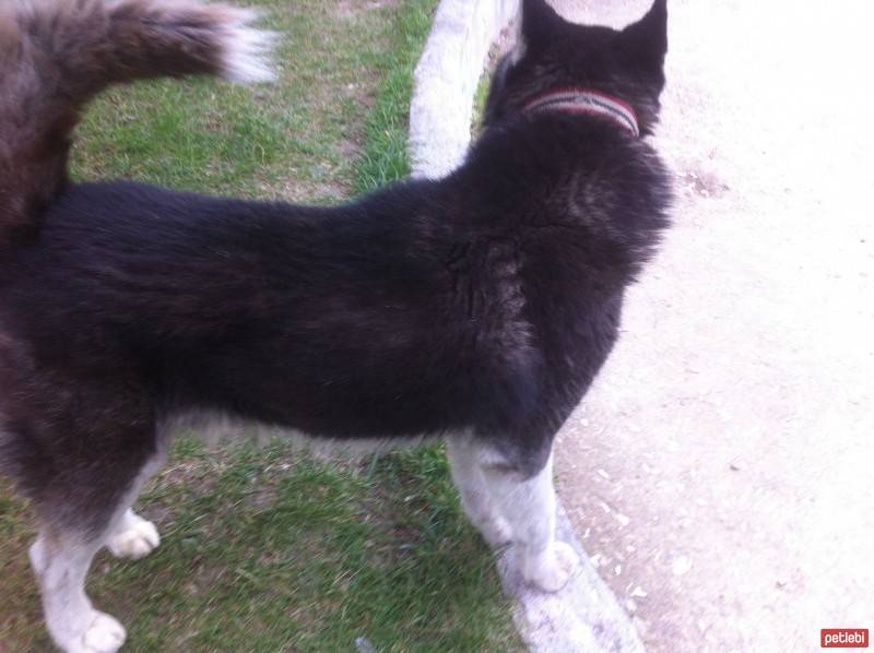 Sibirya Kurdu (Husky), Köpek  Cesur fotoğrafı