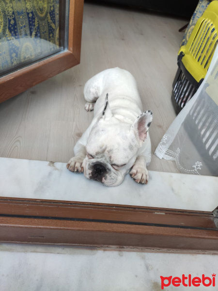 Fransız Bulldog, Köpek  Kutup fotoğrafı