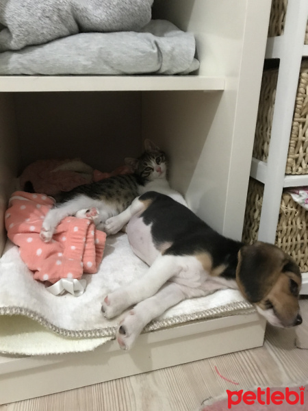 Beagle, Köpek  Misha fotoğrafı