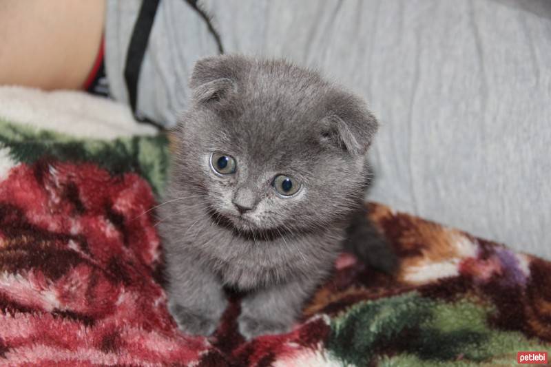 American Bobtail, Kedi  Lizzie fotoğrafı