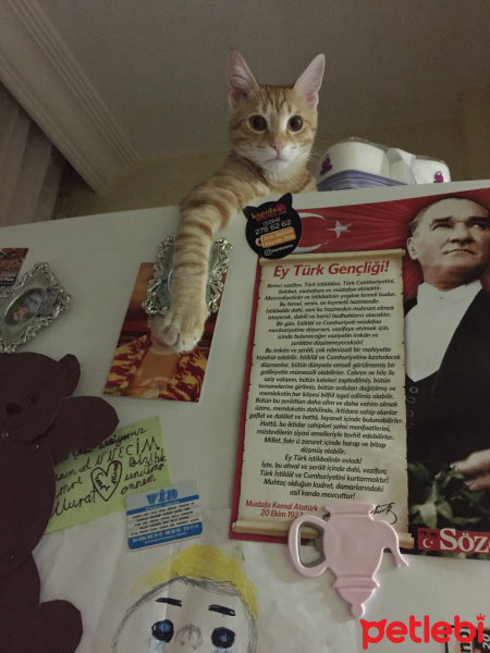 Tekir Kedi, Kedi  Nazlı fotoğrafı