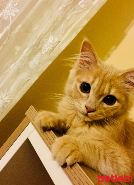 Chinchilla, Kedi  Mecnun fotoğrafı