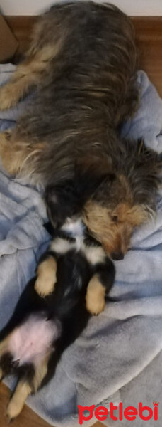 Norfolk Terrier, Köpek  Doby fotoğrafı