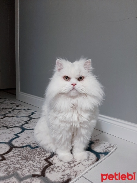 Chinchilla, Kedi  ARES fotoğrafı