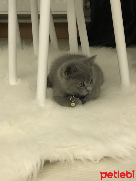 British Shorthair, Kedi  Pati fotoğrafı