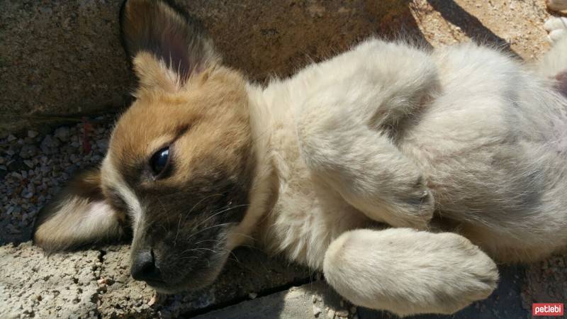 Cesky Terrier, Köpek  tarçın fotoğrafı