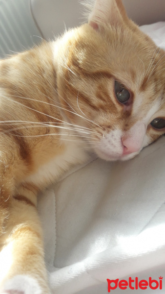Tekir Kedi, Kedi  Kuzey fotoğrafı