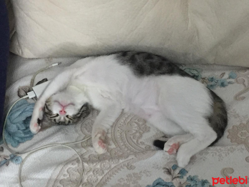 Tekir Kedi, Kedi  ŞUŞU fotoğrafı