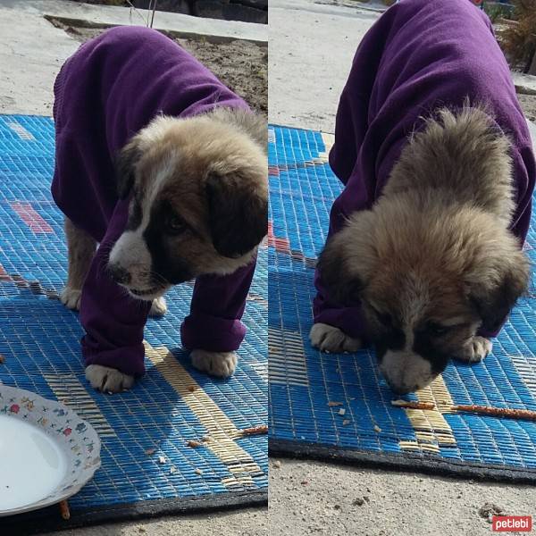 Sokö (Sokak Köpeği), Köpek  Karamel fotoğrafı