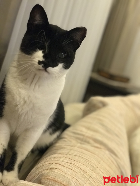 Tuxedo (Smokin) Kedi, Kedi  İnci fotoğrafı