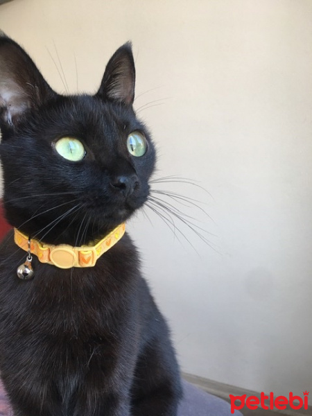 Bombay, Kedi  Badem fotoğrafı
