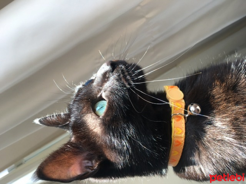 Bombay, Kedi  Badem fotoğrafı