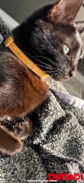Bombay, Kedi  Badem fotoğrafı