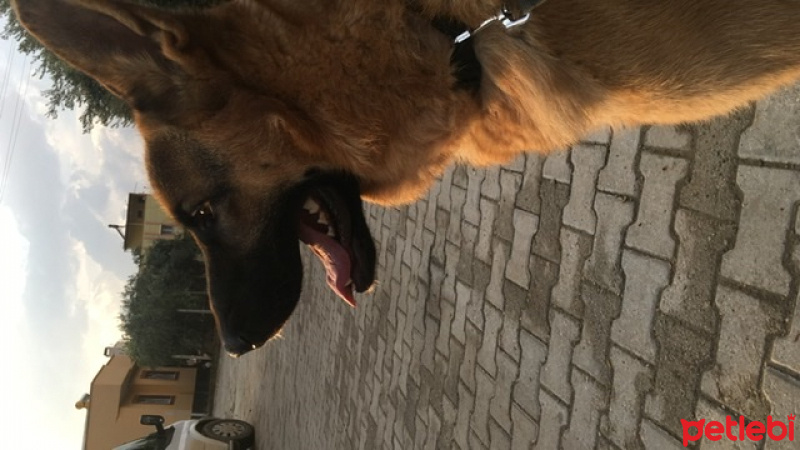 Alman Çoban Köpeği, Köpek  Badi fotoğrafı