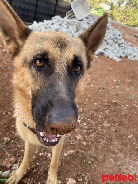 Alman Çoban Köpeği, Köpek  Badi fotoğrafı