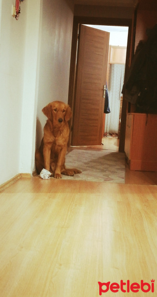 Golden Retriever, Köpek  Hayta fotoğrafı