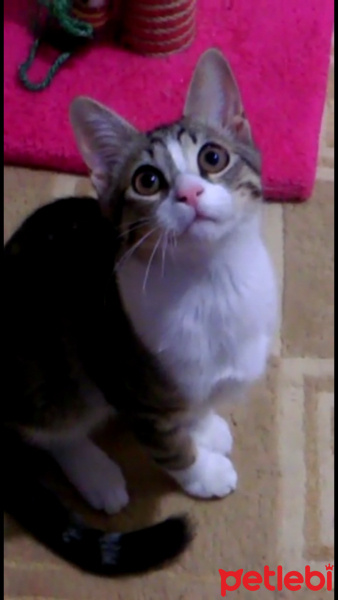Tekir Kedi, Kedi  Düşes fotoğrafı
