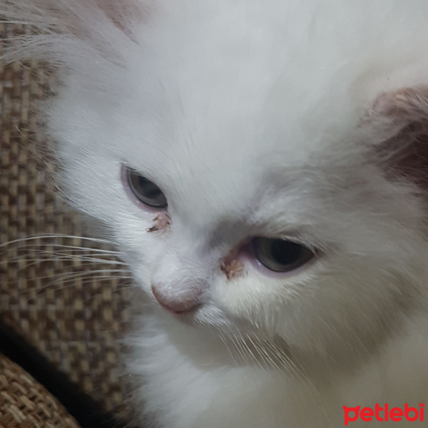 Chinchilla, Kedi  Boncuk fotoğrafı
