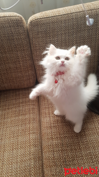 Chinchilla, Kedi  Boncuk fotoğrafı