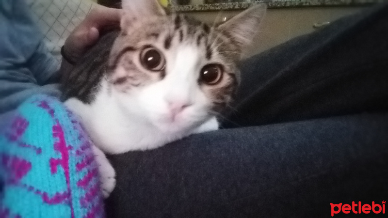 Tekir Kedi, Kedi  Lokum fotoğrafı