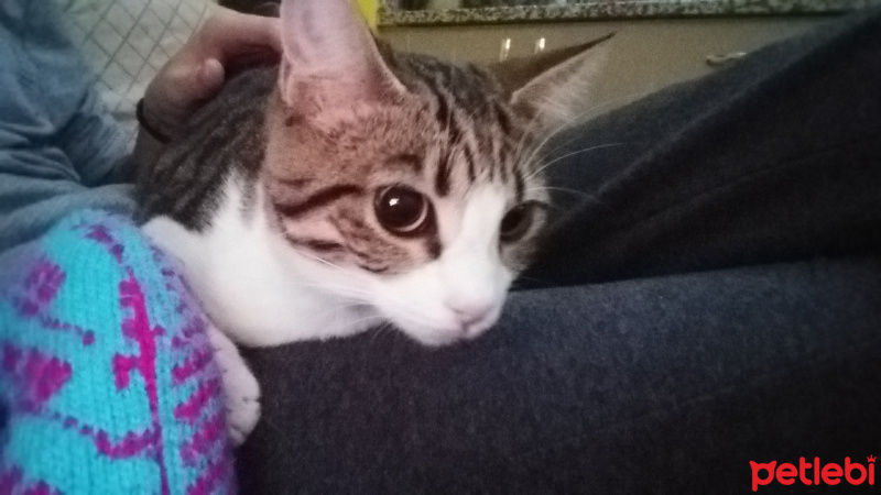 Tekir Kedi, Kedi  Lokum fotoğrafı