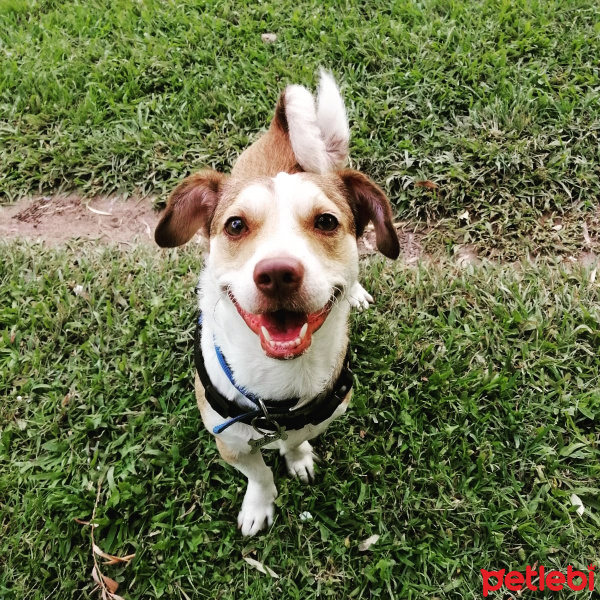 Jack Russell Terrier, Köpek  Berduş fotoğrafı